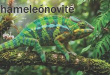 Chameleónovité