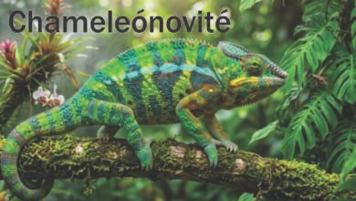 Chameleónovité