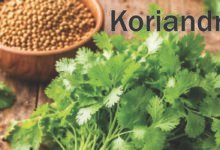 Koriandri