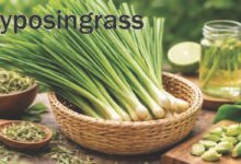 Lyposingrass