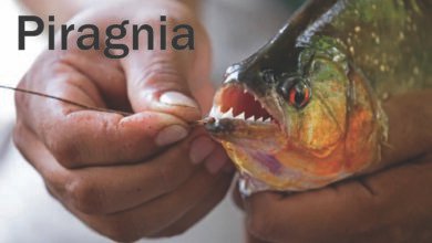 Piragnia