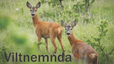 Viltnemnda