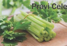 Pravi Celer